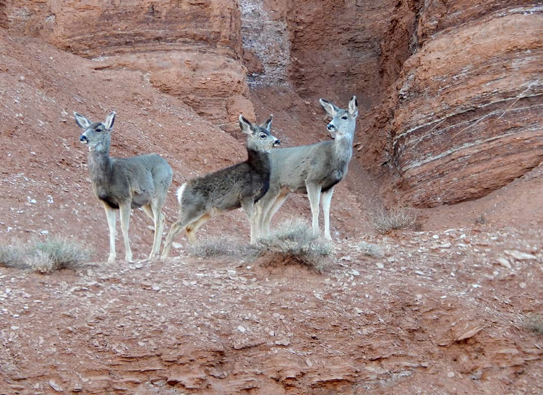 » Capitol-Reef-National-Park-21