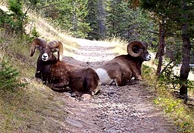 bighorn sheep in the Canadian Rockies