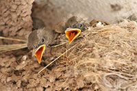 bosque-babybirds