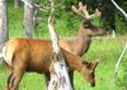 Deer and Buck