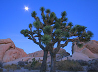 Joshua Tree National Park - Desert Dream Trails