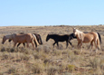 Mustang Herd