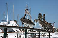 Ocean Beach harbor pelicans
