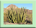 Organ Pipe Cactus N.M.