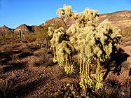 Cholla Cactus, Small group tours of Arizona