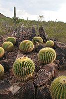 Cactus garden, Phoenix, Arizona