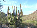 Organ Pipe National Park Sonoran Desert