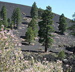 Sunset Crater National Monument, hardened lava