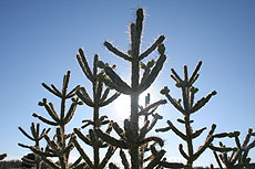 Cactus, Elephant Butte