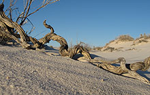 Shrub, White Sands National Monument