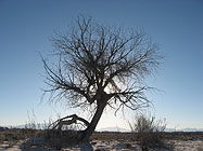 Tree, White Sands National Monument