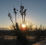 Yucca Tree, White Sands National Monument